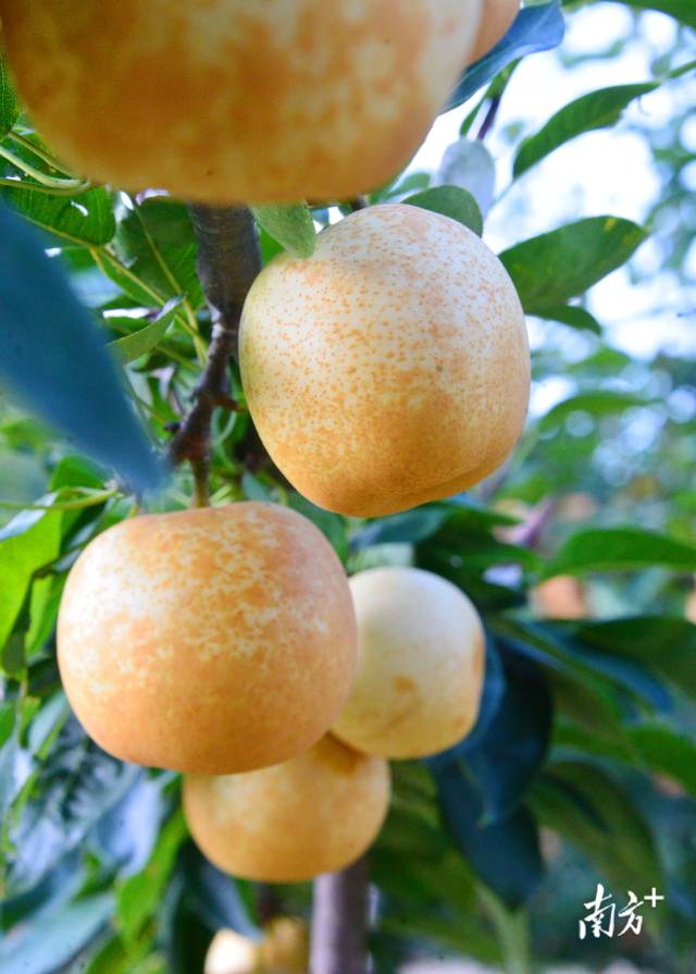 龍坪農(nóng)業(yè)特色產(chǎn)業(yè)持續(xù)壯大，水晶梨、鷹嘴桃等“一村一品”品牌效應(yīng)凸顯。黃津 攝