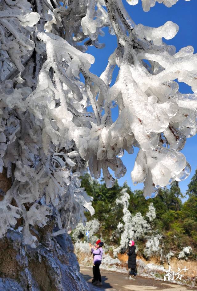 連州雪景，每年吸引萬千游客。黃津 攝