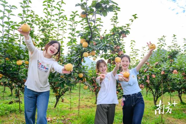游客體驗(yàn)2026連州水晶梨采摘季甜蜜之旅。