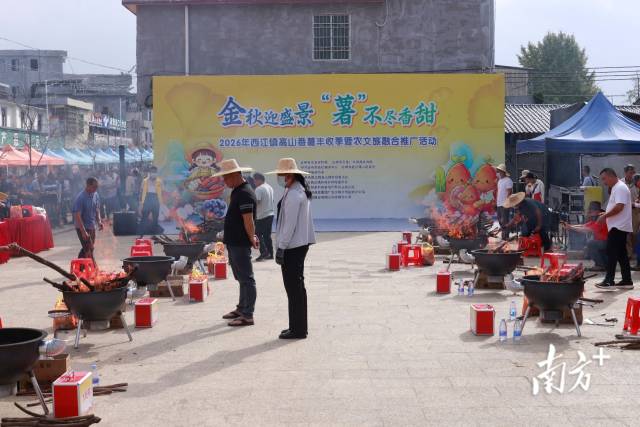 烤番薯大賽。 西江鎮(zhèn)供圖