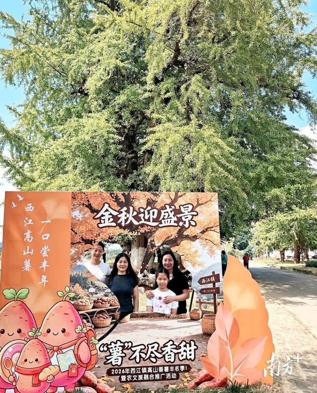 游客在西江鎮(zhèn)觀賞秋景，打卡留念。 西江鎮(zhèn)供圖